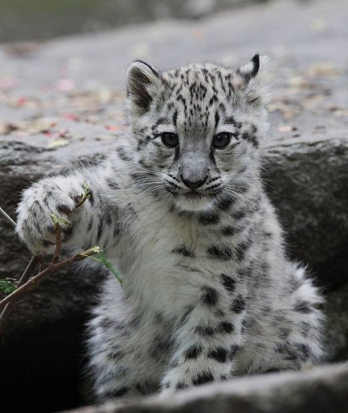 Снежный Барс Ирбис