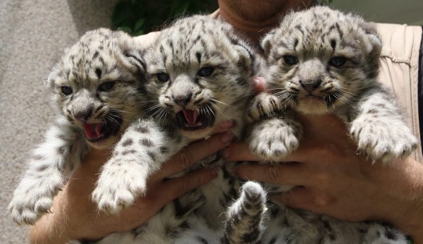 Снежный Барс детеныш новорожденный
