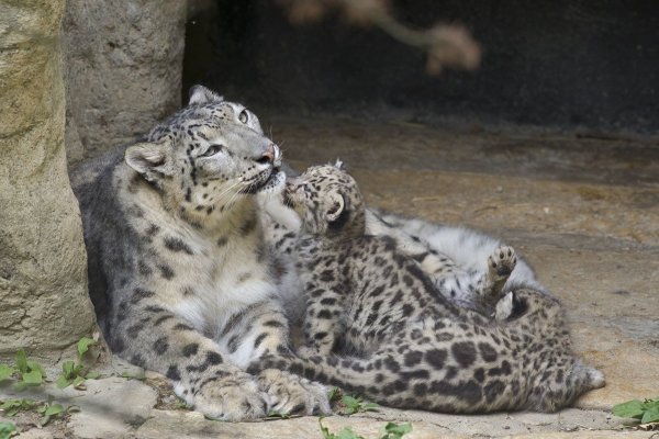 Ирбис снежный Барс размножение