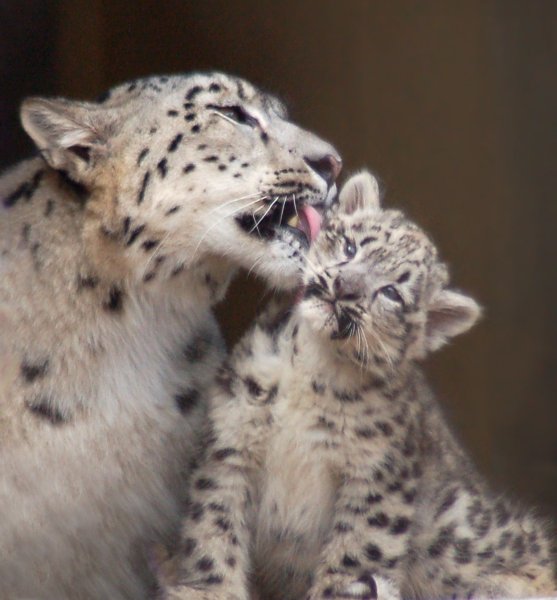 Снежный Барс с барсятами