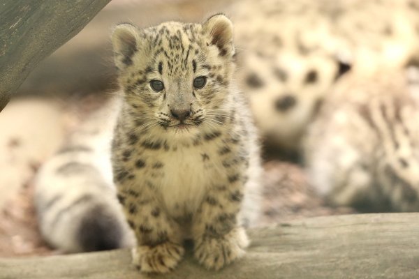 Новорожденные ирбисы