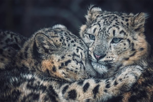 Снежный Барс Ирбис семья