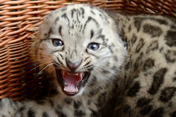 Снежный Барс детеныш