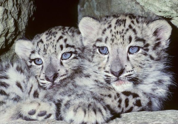 Детёныш тигра и снежного Барса