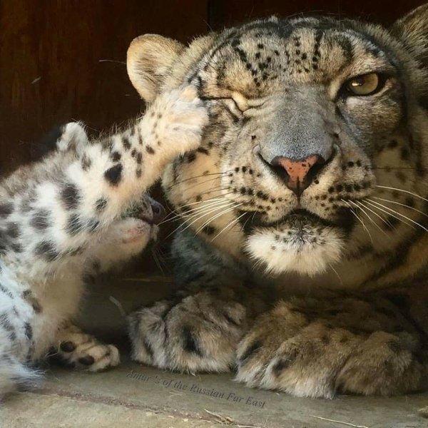 Снежный Барс семья