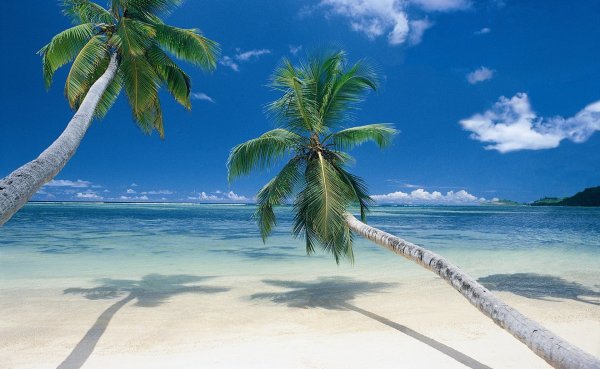 Красивый пляж с пальмами