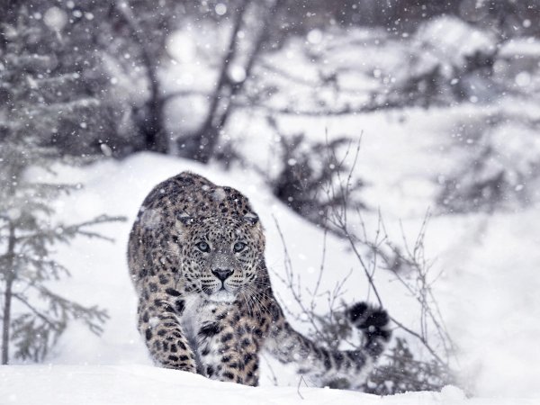 Ирбис в снегу