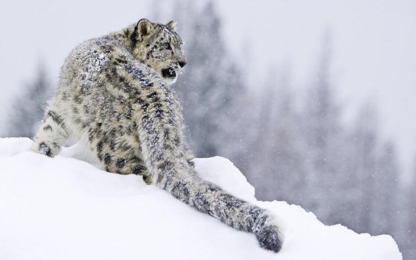 Крадущийся снежный Барс