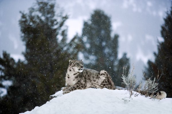 Часовня снежный Барс