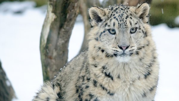 Снежный Барс (Ирбис, снежный леопард)