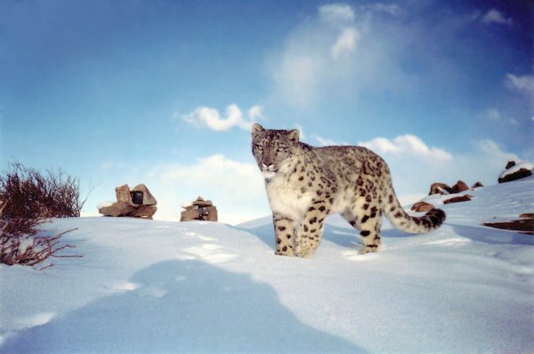 Снежный Барс Байкальский