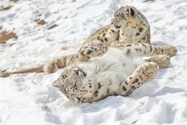 Илбирс снежный Барс