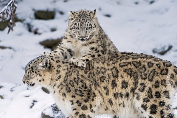 Снежный Барс Ирбис Алтайский заповедник