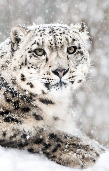 Снежный Барс Эстетика