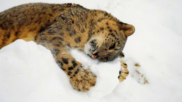 Снежный Барс опасен для человека