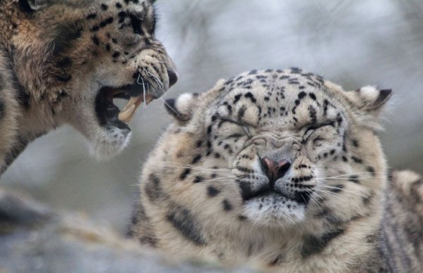 Снежный Барс смешной