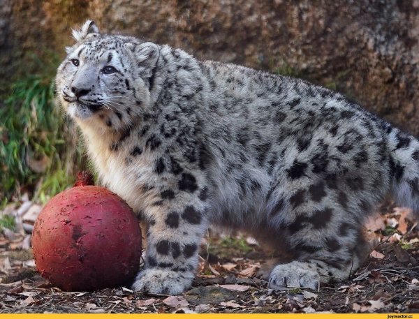 Толстый Барс