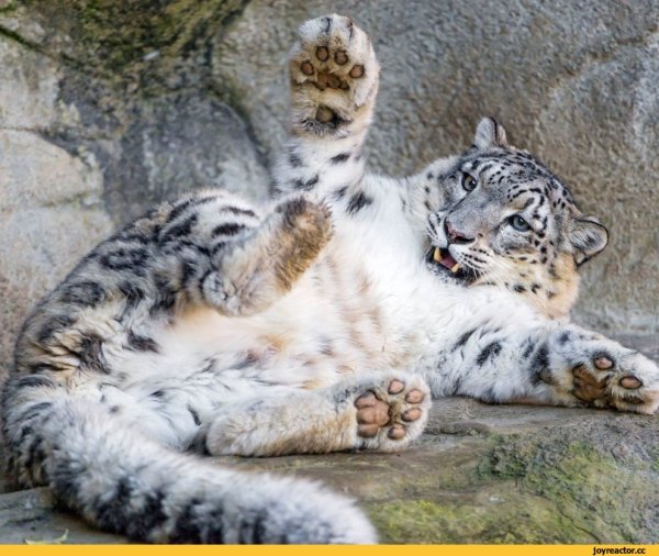 Лапки снежного Барса