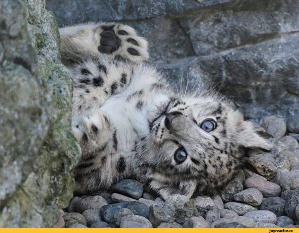 Снежный Барс юмор