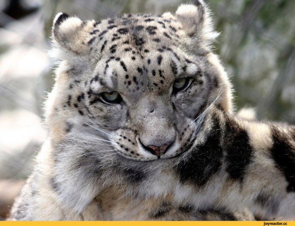 Снежный Барс и хвост