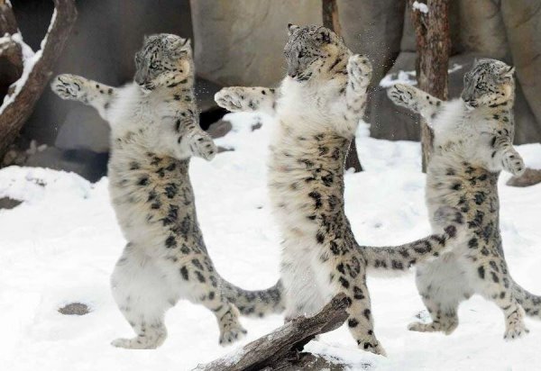 Спаривание снежных Барсов