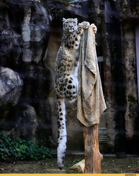 Смешной Барс