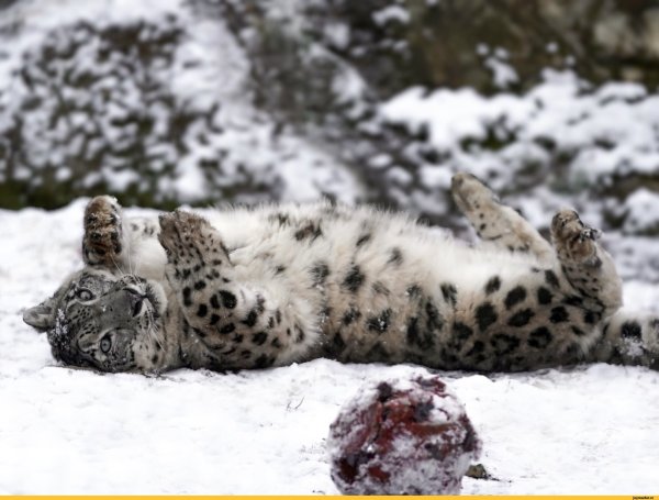 Снежный Барс смешной