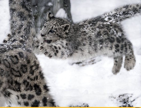 Снежный Барс Ирбис