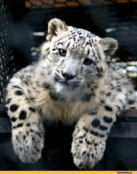 Снежный Барс Ирбис смешные