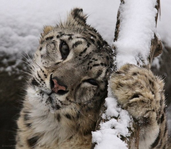 Барс и тигр