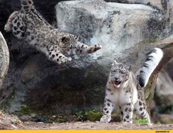 Лев Рысь леопард снежный Барс