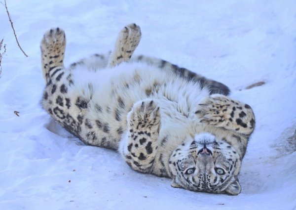 Снежный Барс лежит на спине