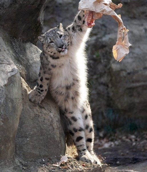 Снежный Барс Ирбис спаривание