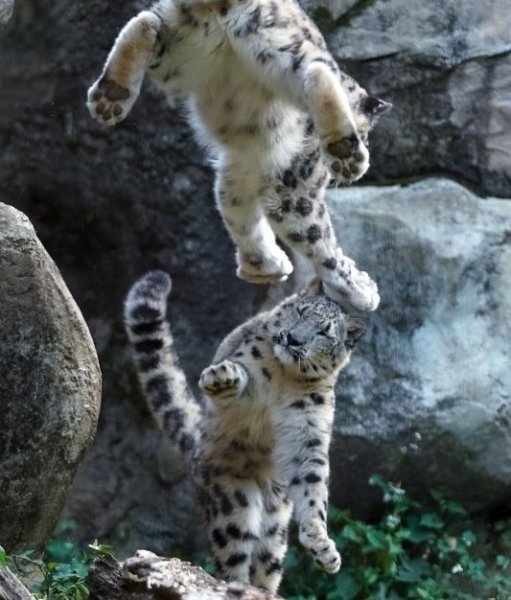 Неуловимый Ирбис