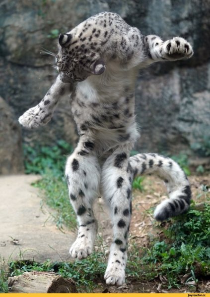 Снежный Барс и леопард