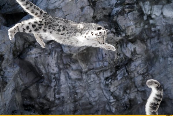 Белый Барс в прыжке