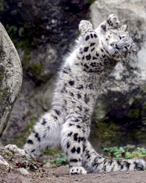 Снежный леопард Ирбис