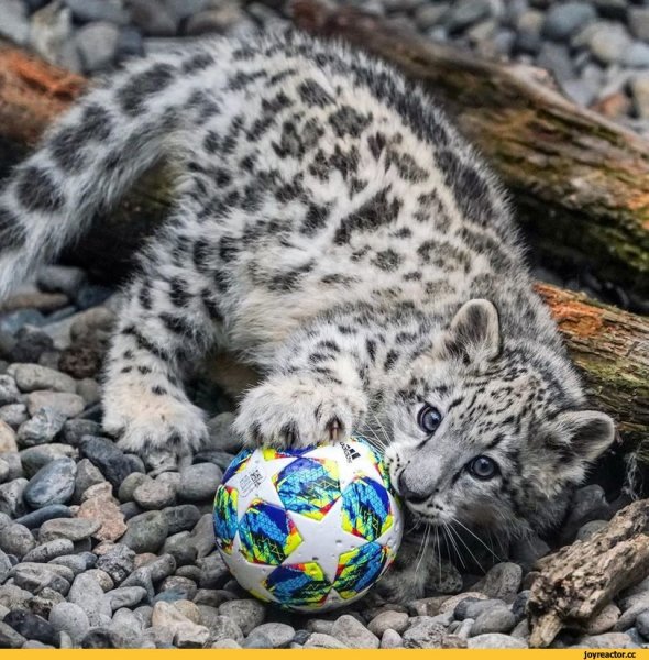 Грустный снежный Барс