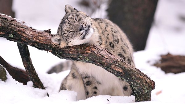 Котята снежного Барса катаются с горки