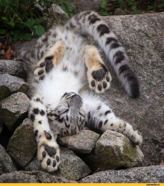 Лапа ирбиса