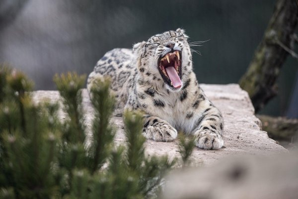 Ирбис снежный Барс Кыргызстан