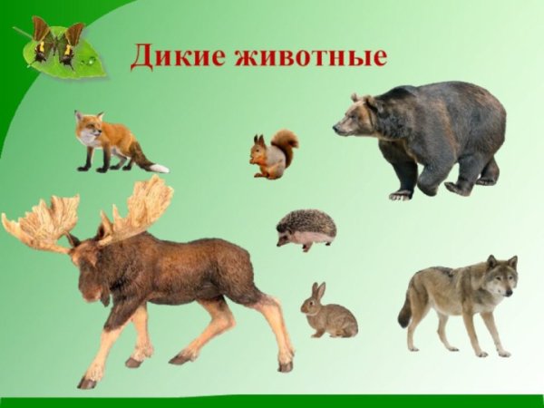 Звери Дикие и домашние