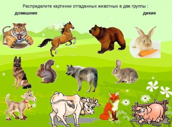 Дикиедомашних животные