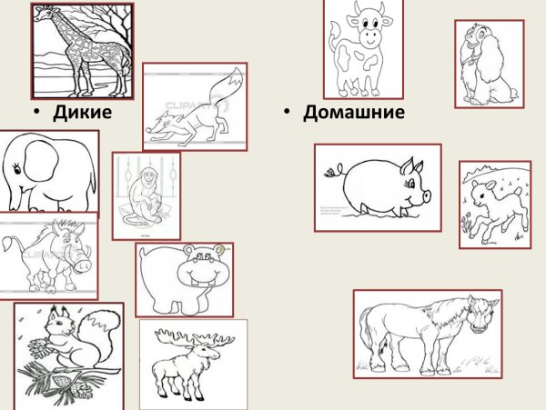 Дикие и домашние животные раскраска