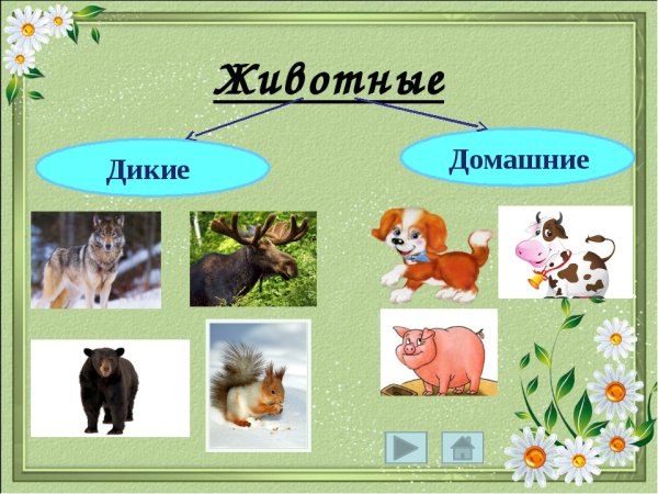 Дифференциация домашних и диких животных