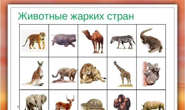 Животные жарких стран