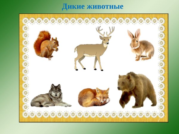Дикие животные для малышей