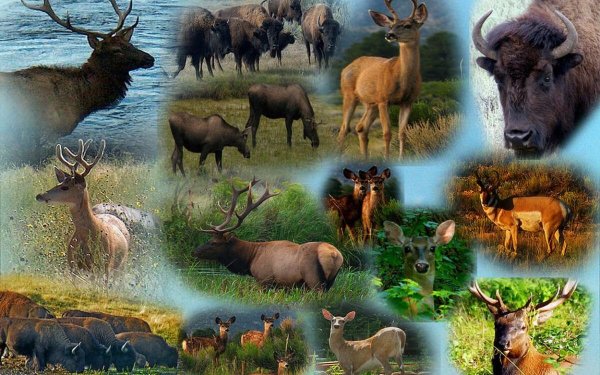 Многообразие природы