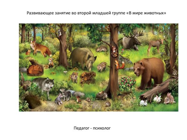 Животные мир леса