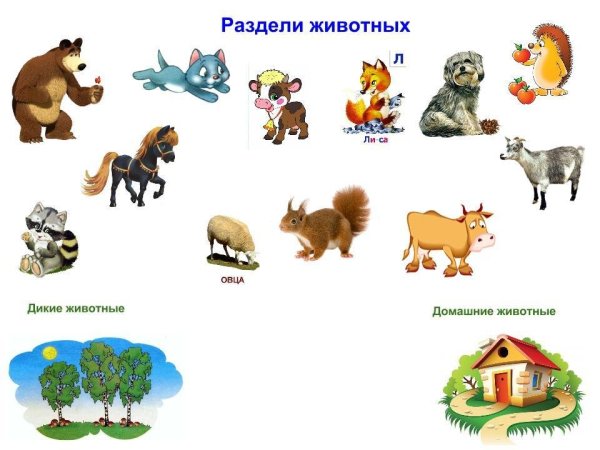Дикие и домашние животные задания для дошкольников